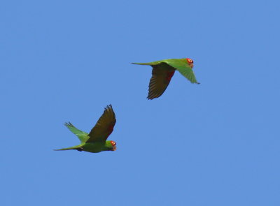 Red-masked Parakeet