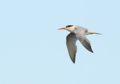 Elegant Tern