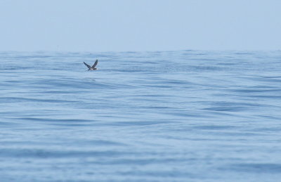 Brown Booby