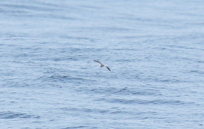 Ashy Storm-Petrel