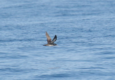 Pink-footed Shearwater