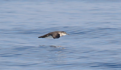 Black-vented Shearwater