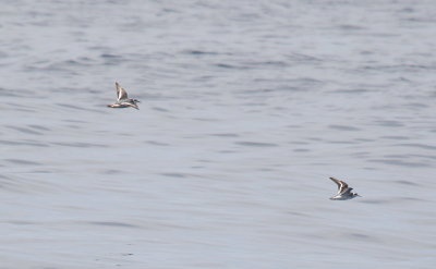 Red Phalarope (left) Red-necked Phalaropes (right)