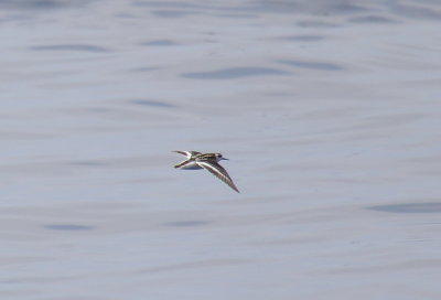 Red-necked Phalarope