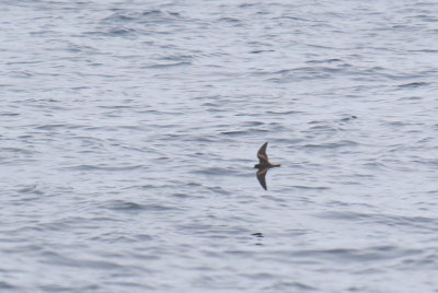 Leach's Storm-Petrel