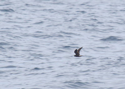 Leach's Storm-Petrel