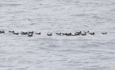 Black Storm-Petrel