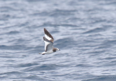 Sabine's Gull