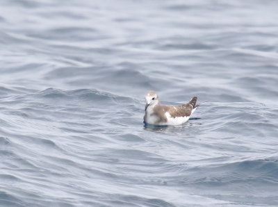 Sabine's Gull