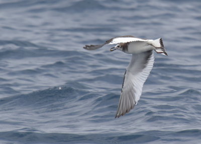 Sabine's Gull