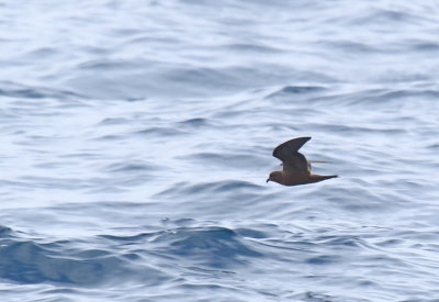 Black Storm-Petrel