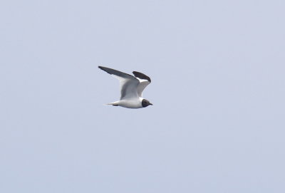 Sabine's Gull