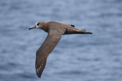 Black-footed Albatross