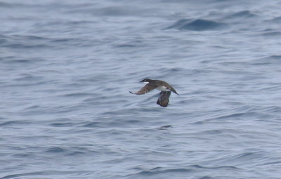 Craveri's Murrelet