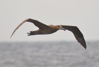 Black-footed Albatross