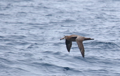 Black-footed Albatross