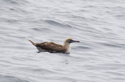 Red-footed Booby