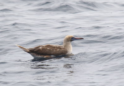 Red-footed Booby