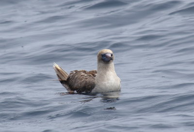 Red-footed Booby