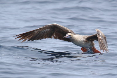 Red-footed Booby