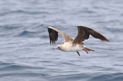 Red-footed Booby