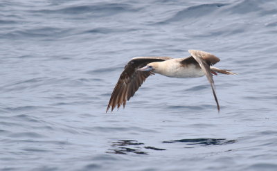 Red-footed Booby