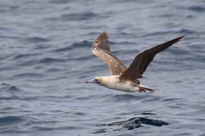 Red-footed Booby