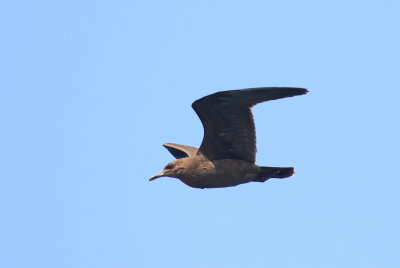 Heermann's Gull