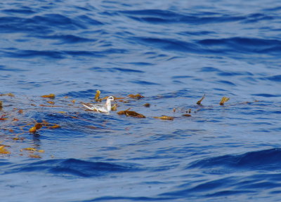 Red Phalarope