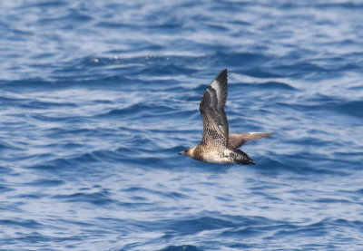 Pomarine Jaeger