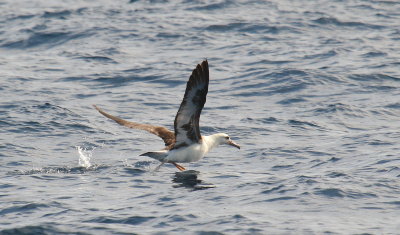 Laysan Albatross