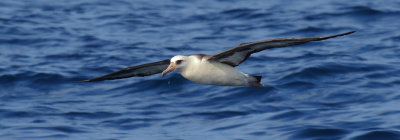 Laysan Albatross