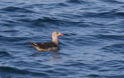 Heermann's Gull