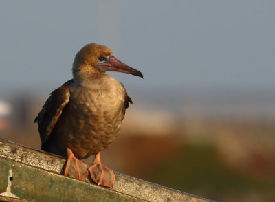 Red-footed Booby