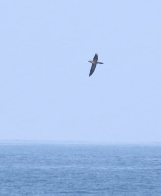 Brown Booby