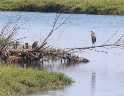 Reddish Egret and Great Blue Heron