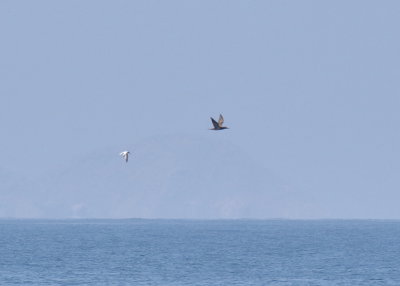 Brown Booby