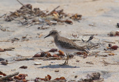 Least Sandpiper