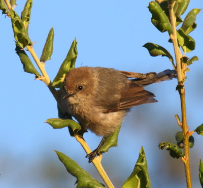 Bushtit