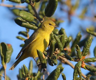 Orange-crowned Warbler