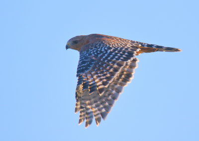 Red-shouldered Hawk