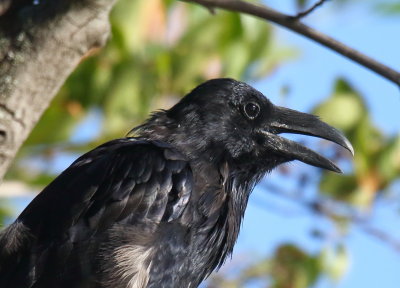 Common Raven