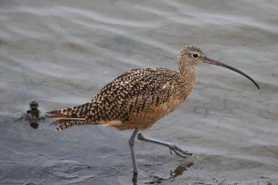 Long-billed Curlew