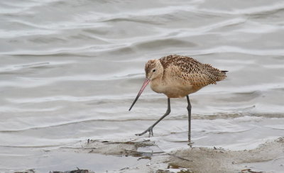 Marbled Godwit