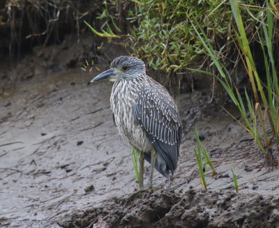 Yellow-crowned Night-Heron