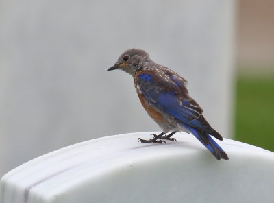 Western Bluebird