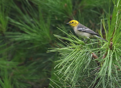 Hermit Warbler