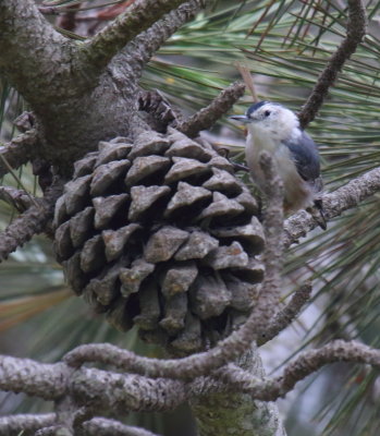 White-breasted Nuthatch