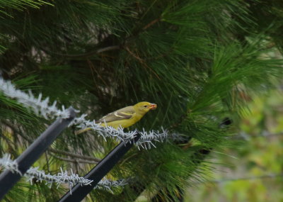 Western Tanager