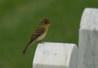 Pacific-slope Flycatcher
